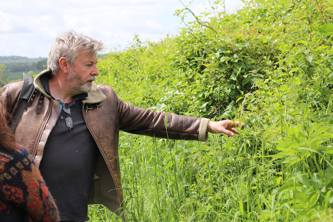 DORSET (Worth Mertravers) - June 14th Foraging wild food, wild medicine and wild stories.
