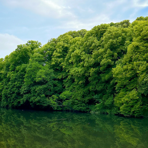 WALES (Bute Park) - July 12th Foraging wild food, wild medicine and wild stories.