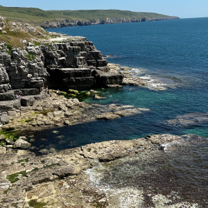 DORSET (Worth Mertravers) - June 15th Foraging wild food, wild medicine and wild stories.