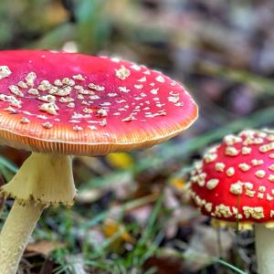 STAFFORDSHIRE (Cannock Chase) September 27th Foraging, wild food, wild medicine and wild stories!