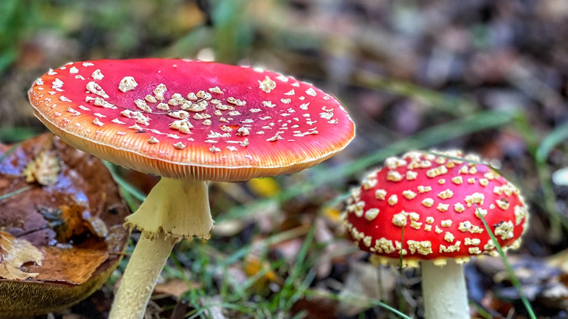 STAFFORDSHIRE (Cannock Chase) September 27th Foraging, wild food, wild medicine and wild stories!