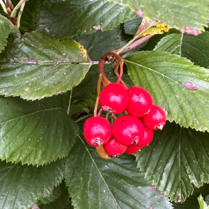 OXFORDSHIRE (Charlbury) - September 20th Foraging wild food, wild medicine and wild stories.