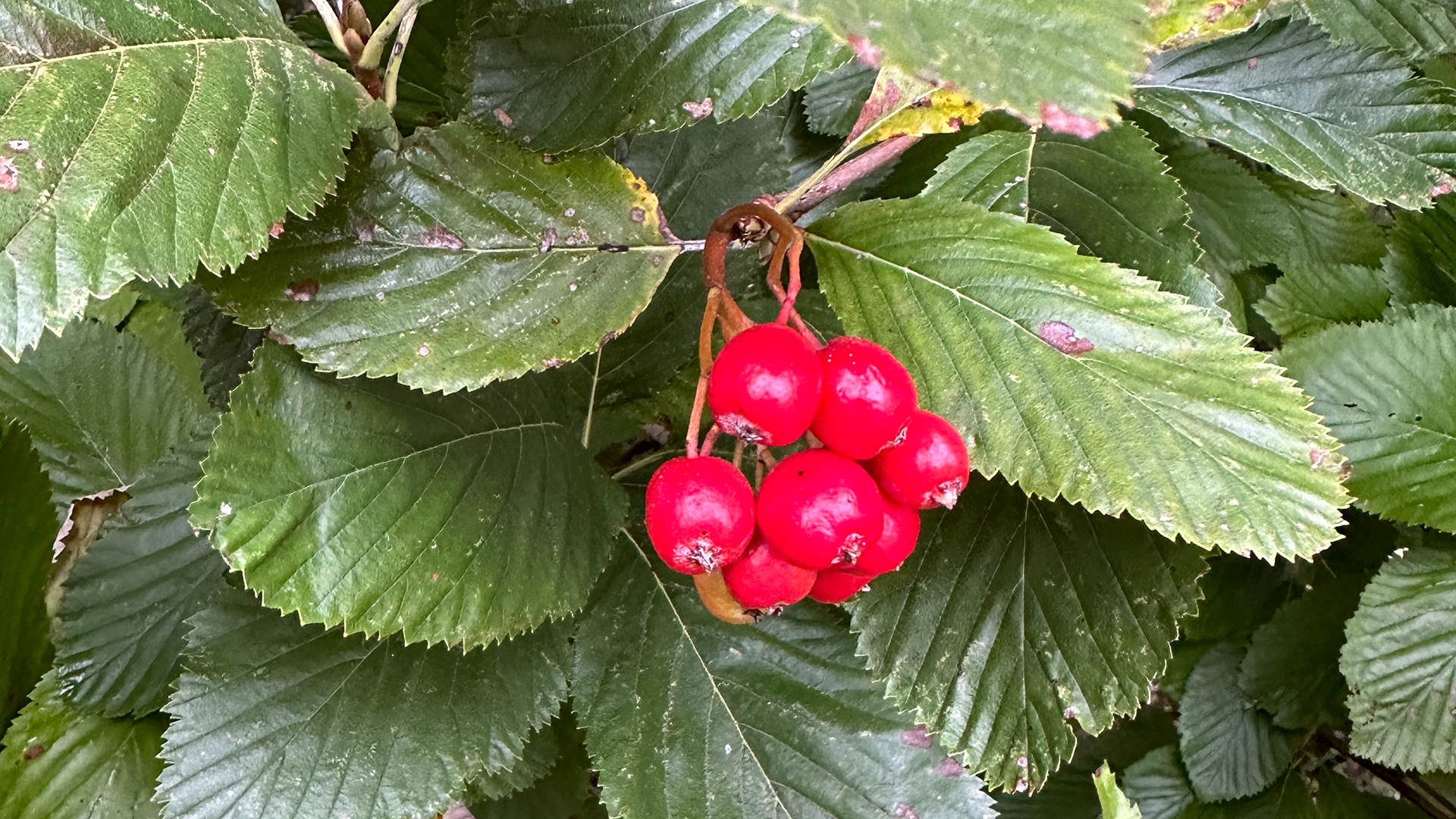 OXFORDSHIRE (Charlbury) - September 20th Foraging wild food, wild medicine and wild stories.